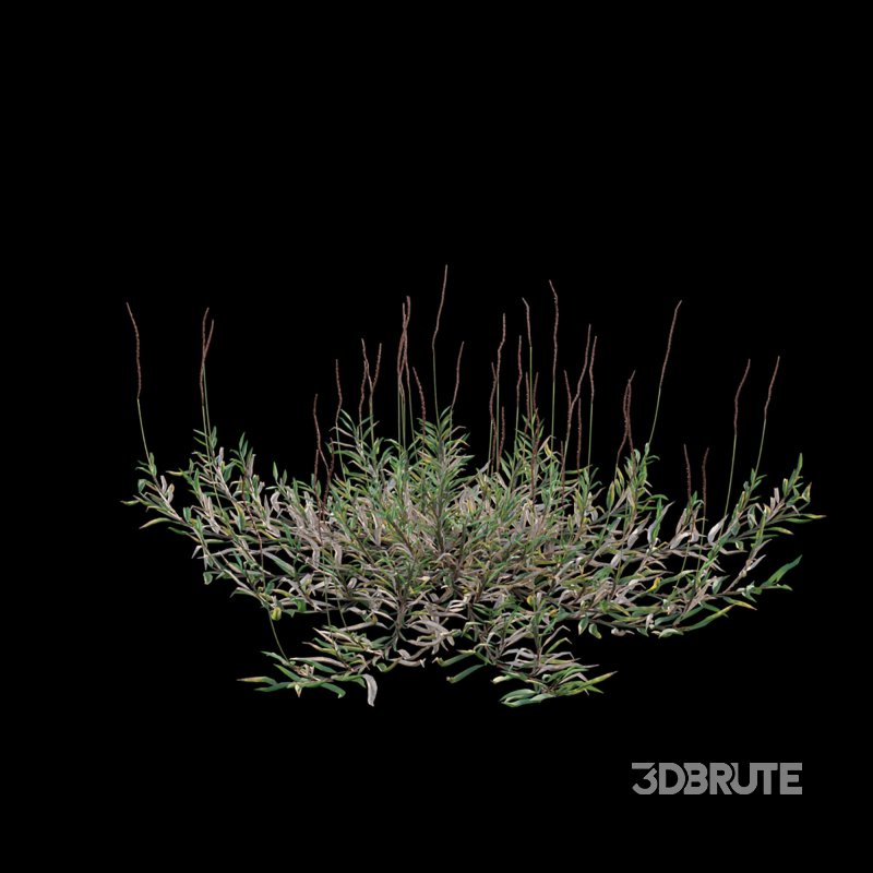 Eremochloa ophiuroides – wild Image 7