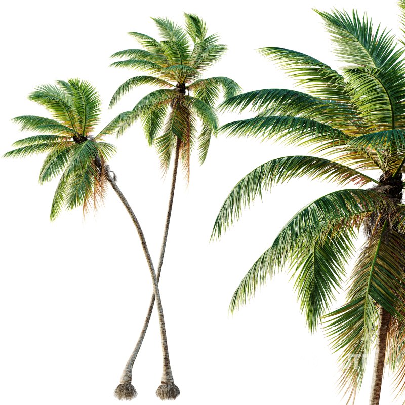 AV Cocos Nucifera Windy and Roystonea Regia palm trees Image 1