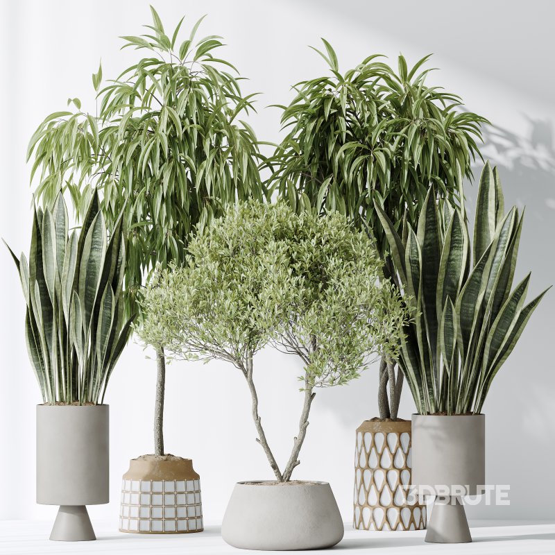 AV Indoor plants set 174 Ficus Binnendijkii and Mission Leccino Arbequina Olive and Snake Green Sansevieria Image 9