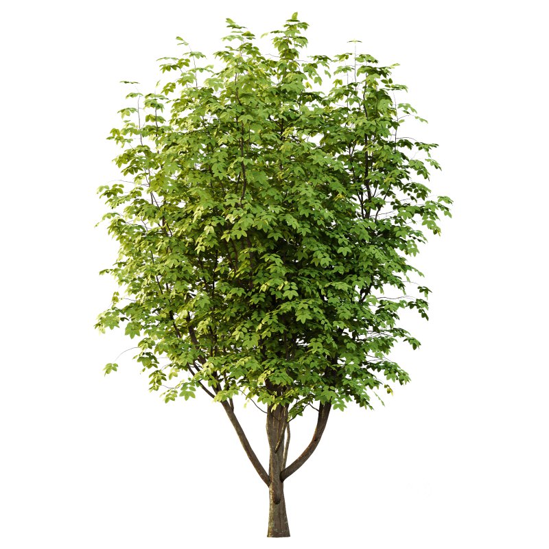 Fraxinus Rhynchophylla Tree 03 Image 4