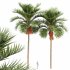 AV Christmas Palm Manila Palm Adonidia Veitchia Merrillii and Borassus Flabellifer - Thumbnail 5