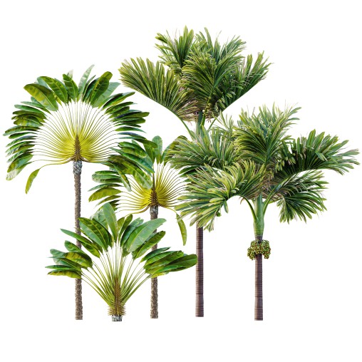 AV Ravenala Madagascariensis Travelers Palm and Areca Catechu Decorative Garden Fruit