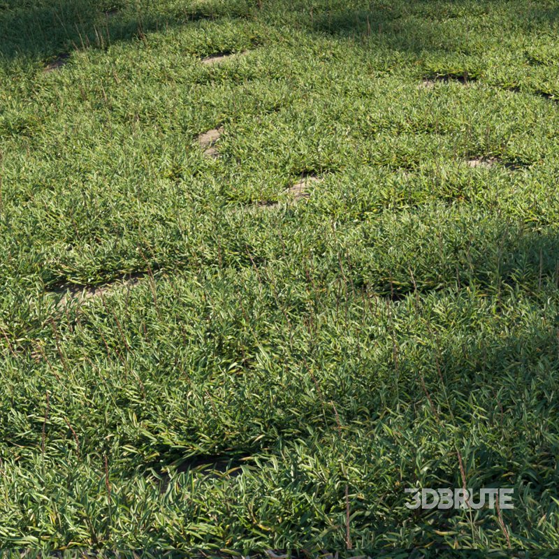 Eremochloa ophiuroides – set 01 Image 1