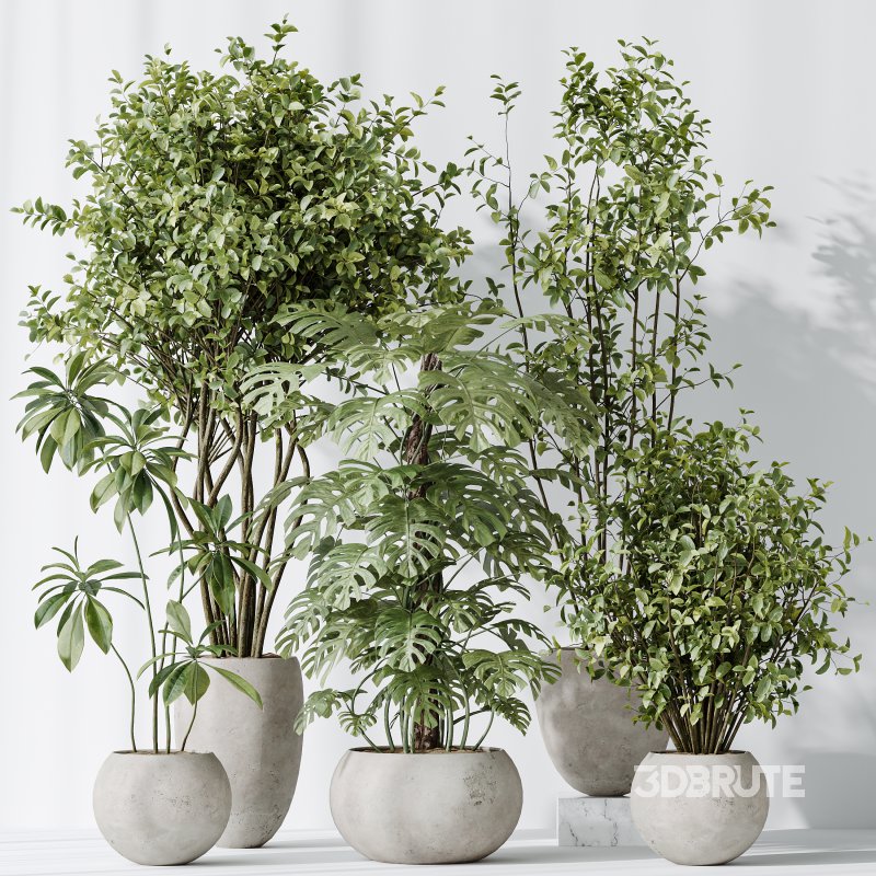 AV Indoor plants set 166 Beech Olea Europaea Olive Eucalyptu and Elegant Monstera Deliciosa and Ficus Cyathistipula Image 5