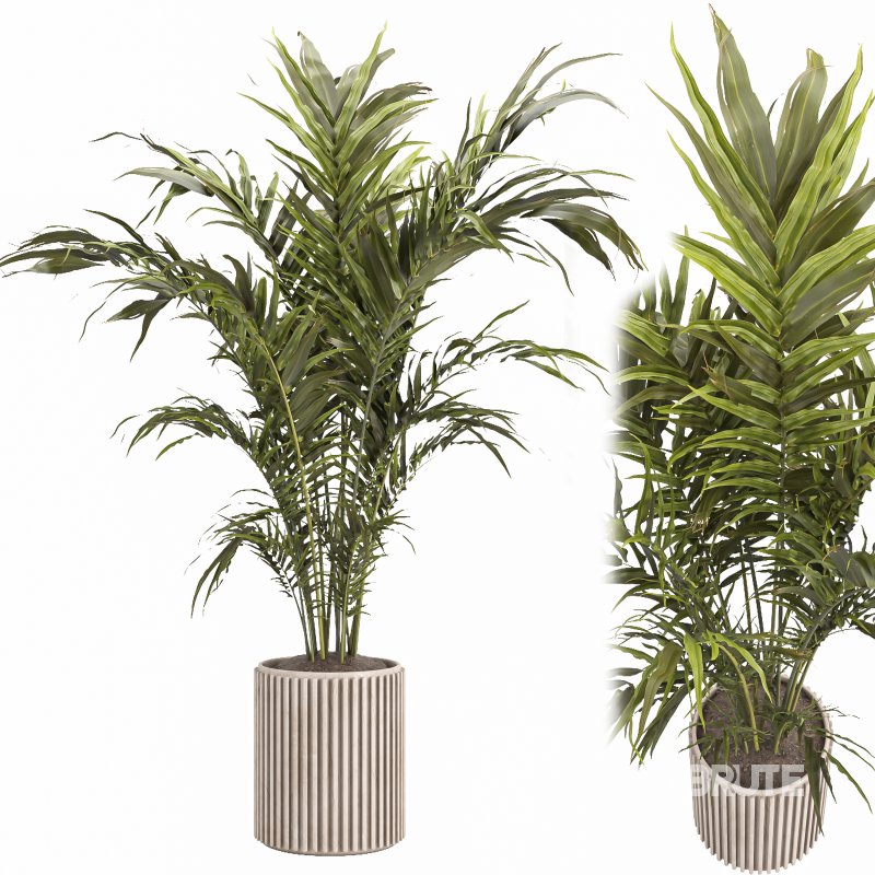 Indoor plant 02 Image 1