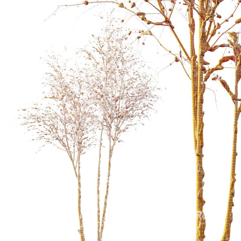 AV Plants Ash Tree Winter Snow Image 3