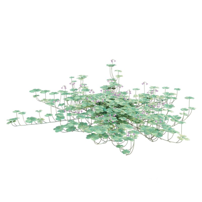 Trifolium – Oxalidaceae 02 Image 4