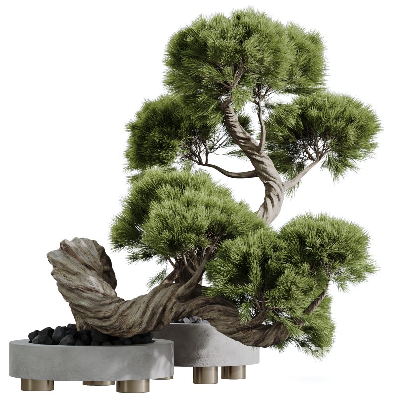 AV HousePlants set 169 Mission Kalamata Leccino Arbequina Wilsonii Chemlali Image 3