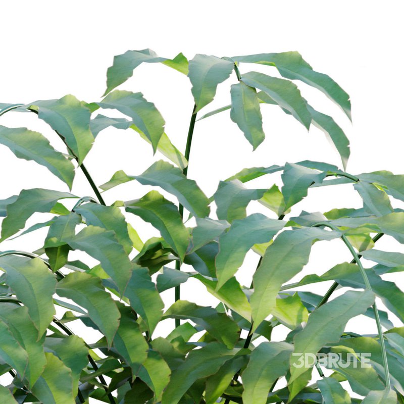 Coniogramme japonica – Fern Image 2