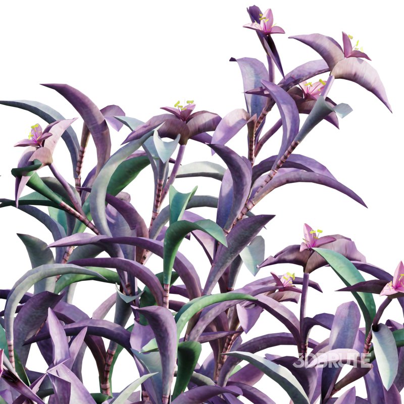 Tradescantia pallida – Purple Heart Image 2
