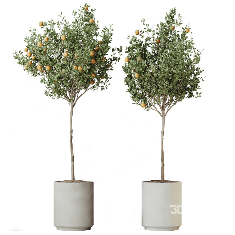 AV Indoor plants set 162 Mandarin Citrus Fruit Orange and Ficus Cyathistipula and Benjamina African Fig and Yucca Aloifolia Rostrata Palm Image 2