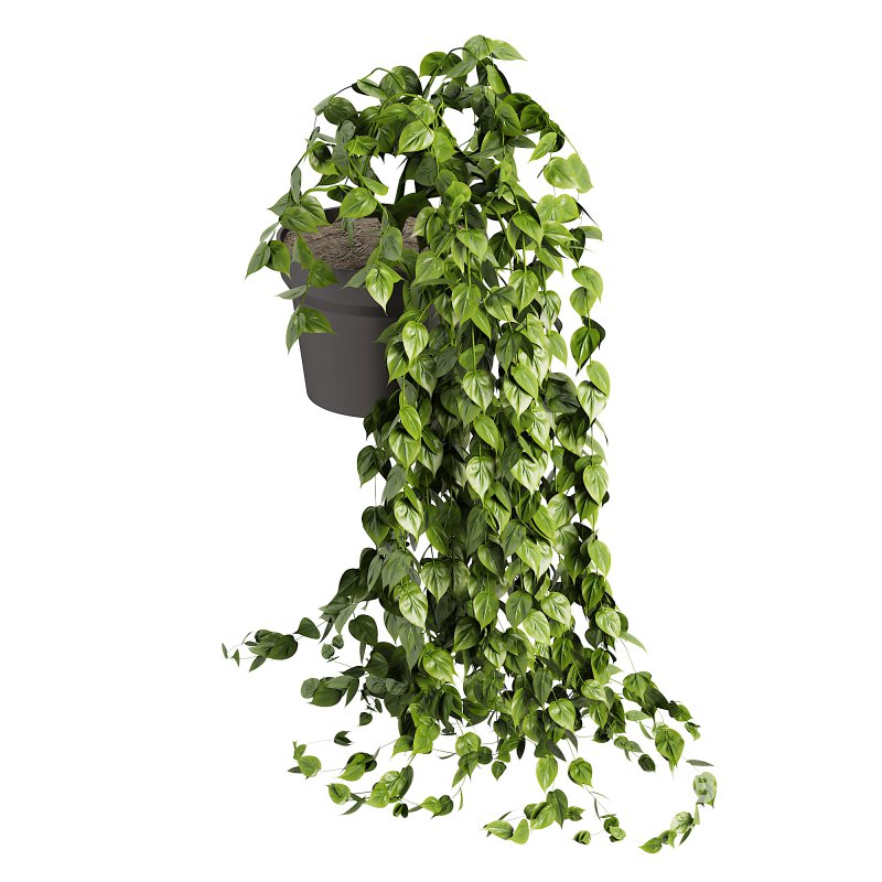 Long Ivy Plant Big Leaf Image 4