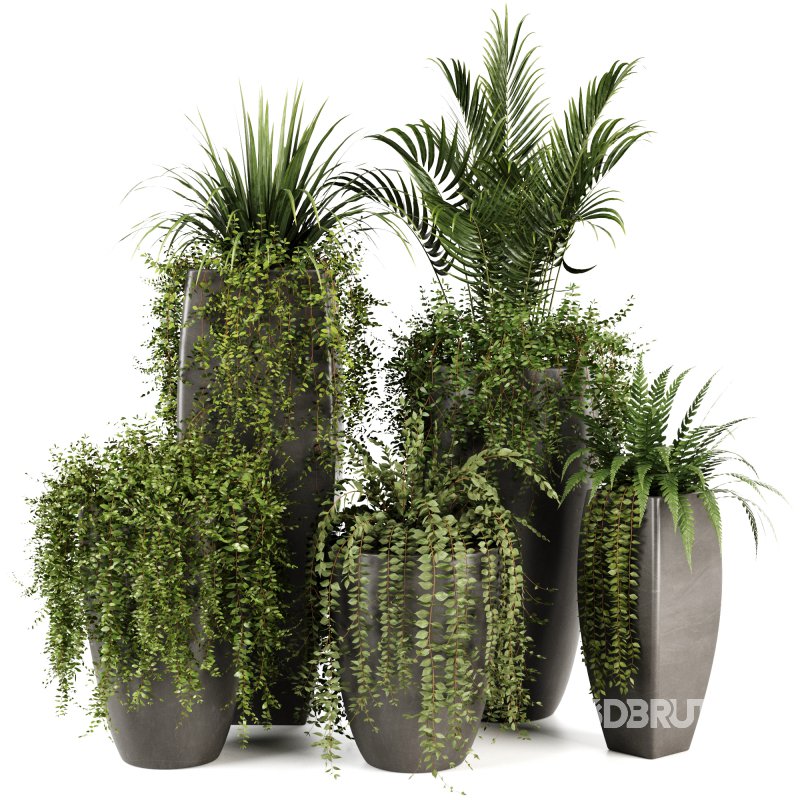 Indoorplants-Ivy plants in metal pot set-163 Image 4