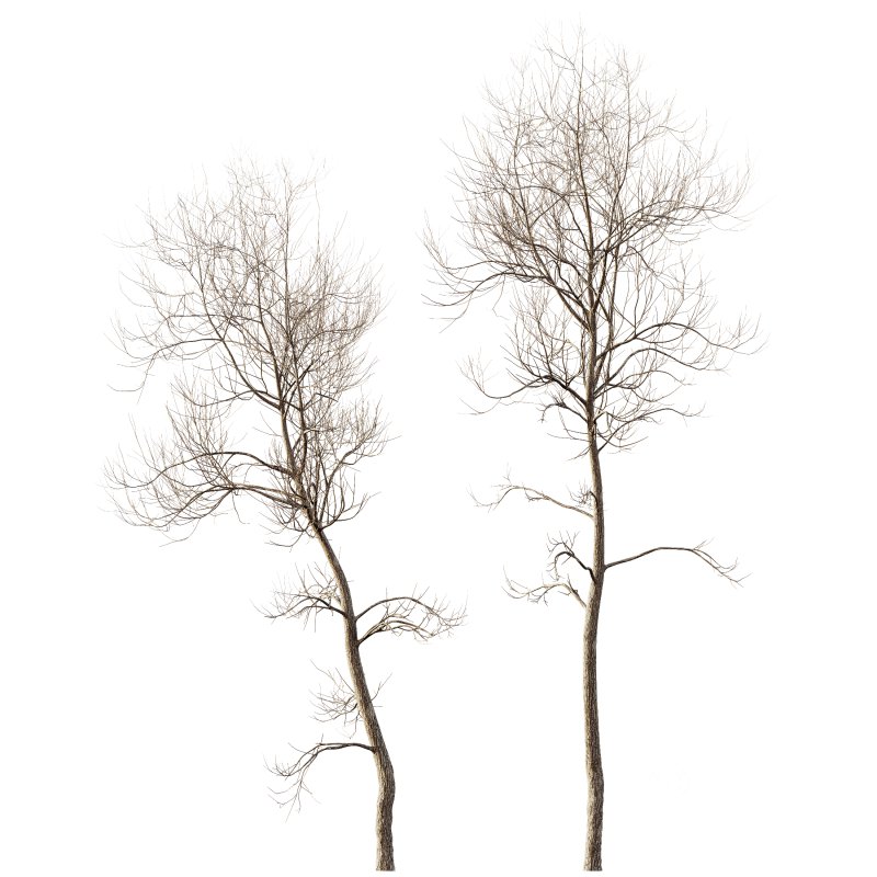 AV Plants Ash Tree Winter Snow Set02 Image 1