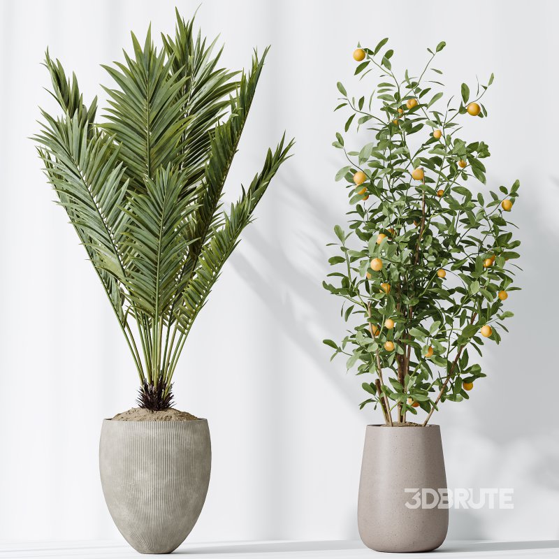 AV Indoor plants set 175 Areca Palm and Cunjevoi Alocasia Jardin and Mandarin Citrus Fruit Bonsai China Orange Tree Image 5