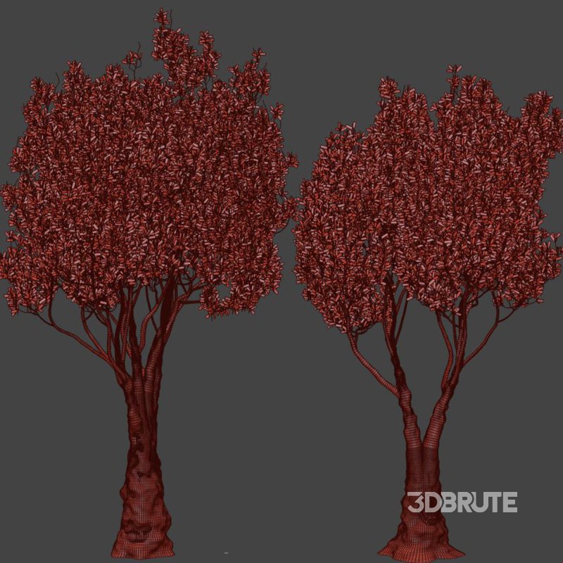 Olive Tree Set51 Image 3