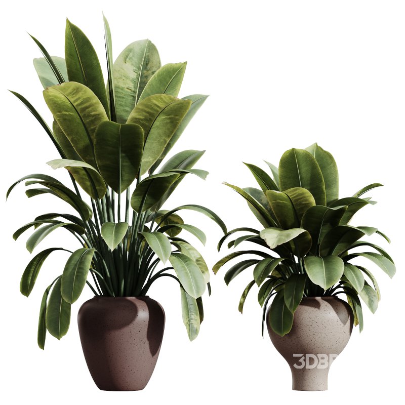 AV Indoor plants set 171 Beech Olea Europaea Olive and Mission Arbequina Olive and Ficus Robusta Abidjan Image 2