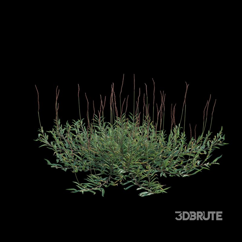 Eremochloa ophiuroides – cut 03 Image 3