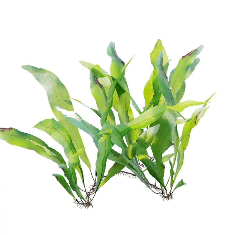 Neolepisorus fortunei Image 5