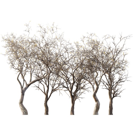 AV Winter Dry Tree