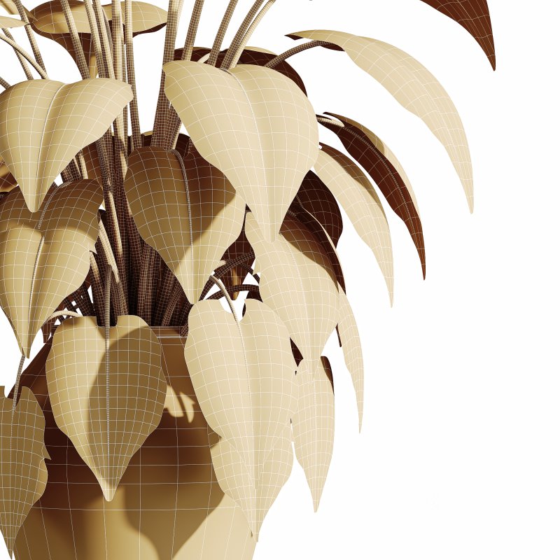 AV HousePlants Image 3