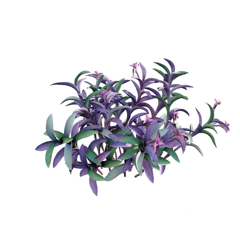 Tradescantia pallida – Purple Heart Image 6