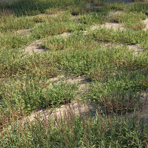 Eremochloa ophiuroides – wild