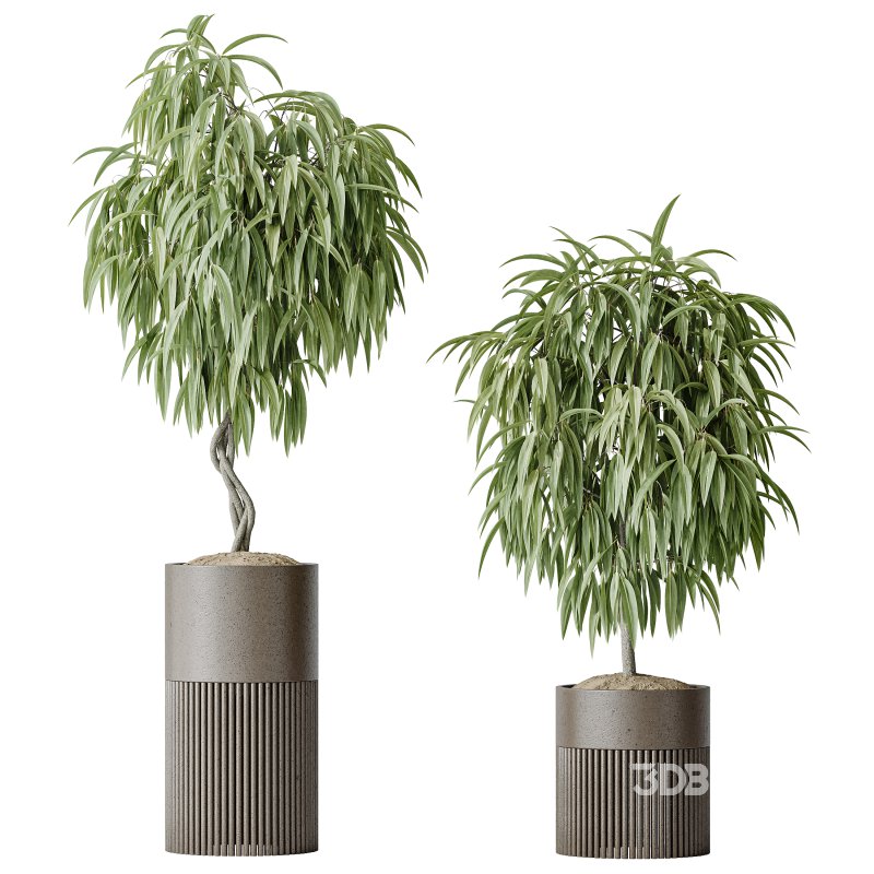 AV Indoor plants set 158 Europaea Olive Eucalyptu Joyplants and Ficus Binnendijkii Alii Maclellandii Image 7