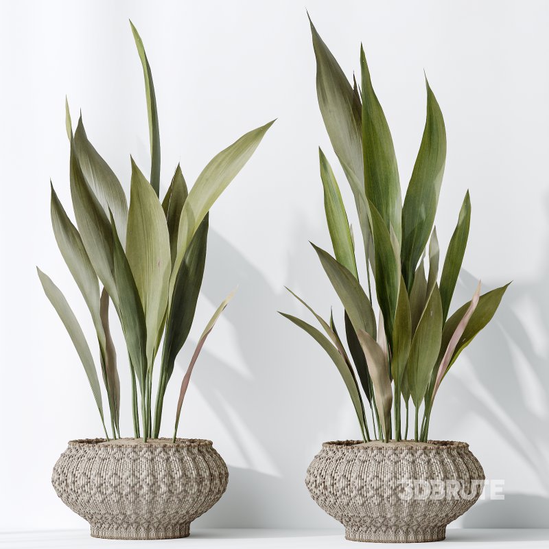 AV Indoor plants set 164 Ravenala Banana Strelitzia Nicolai Bird and Aspidistra Elatior and Arbequina Wilsonii Chemlali Olive Image 6