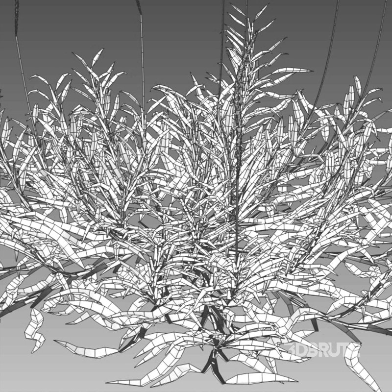 Eremochloa ophiuroides – set 02 Image 8