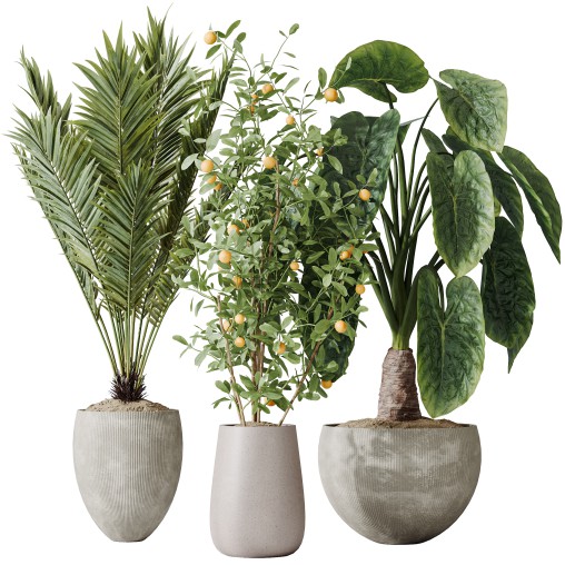 AV Indoor plants set 175 Areca Palm and Cunjevoi Alocasia Jardin and Mandarin Citrus Fruit Bonsai China Orange Tree