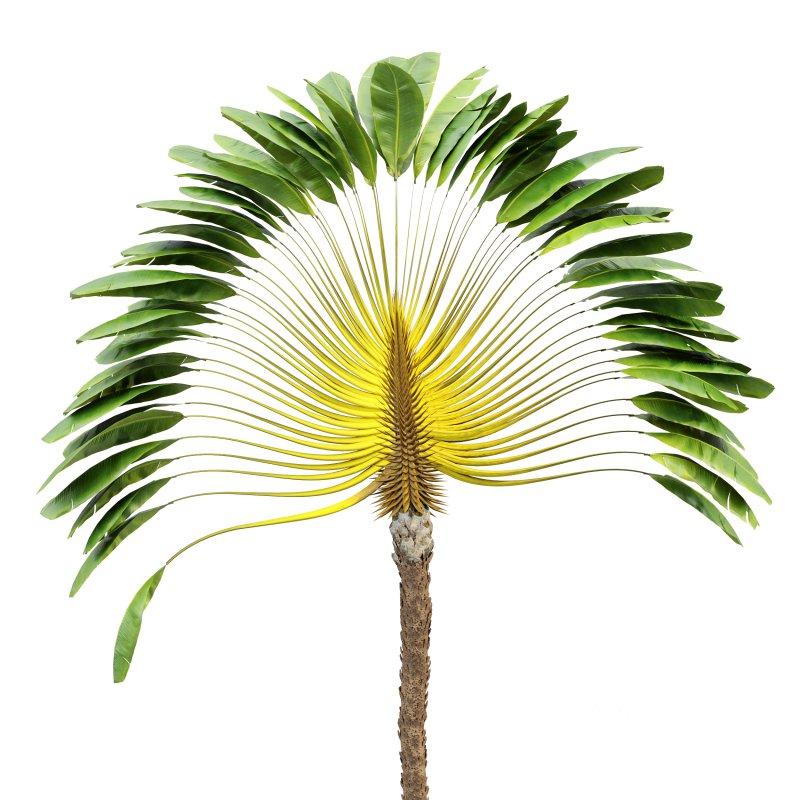 AV Ravenala Madagascariensis Travelers Palm and Areca Catechu Decorative Garden Fruit Image 4