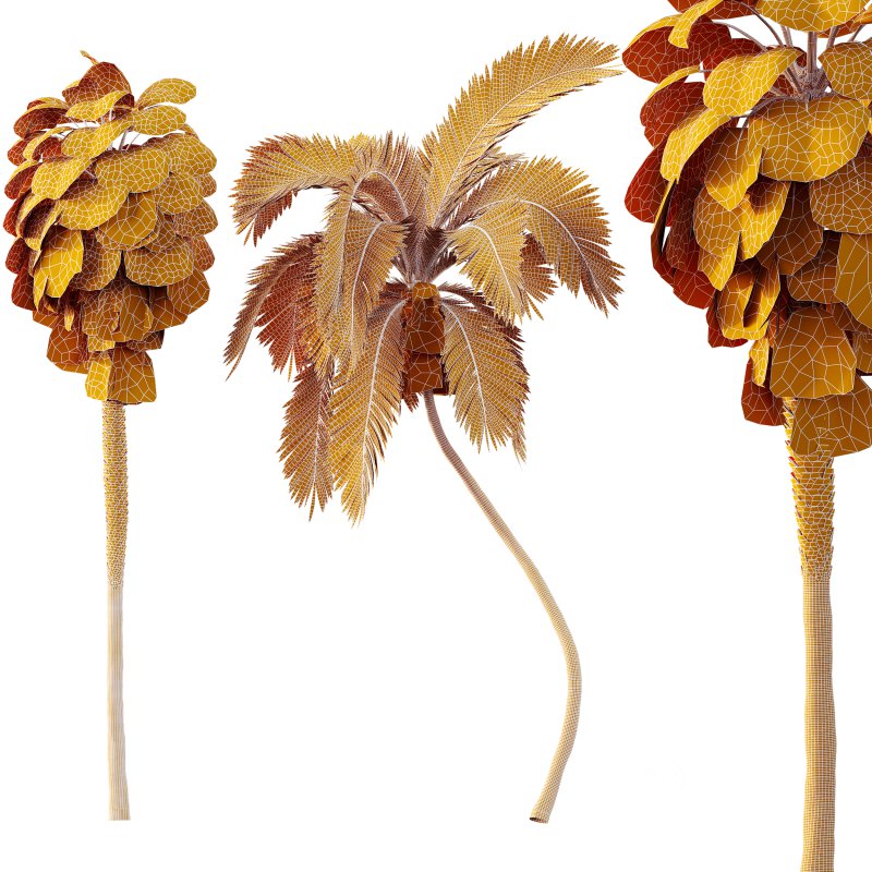 AV Queen Palm Trees Syagrus Romanzoffiana and Mexican Fan Palm Washingtonia Robusta trees Image 8