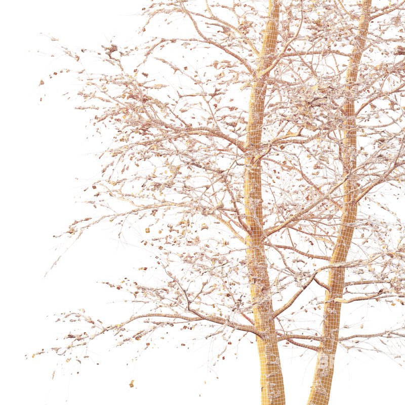 AV Plants Alnus Glutinosa Winter Snow Tree Image 4