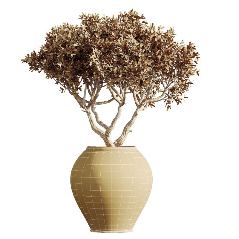 AV HousePlants Mission Kalamata Leccino Arbequina Wilsonii Chemlali Olive Set02 Image 3