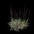 Eremochloa ophiuroides – wild - Thumbnail 8