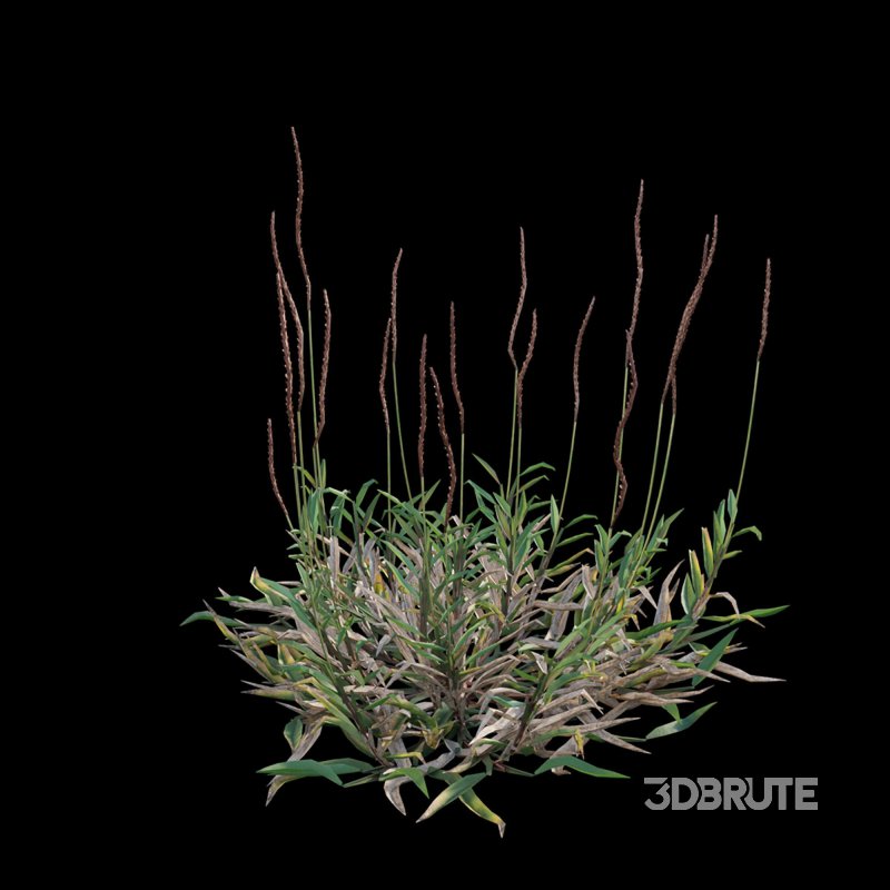 Eremochloa ophiuroides – wild Image 8