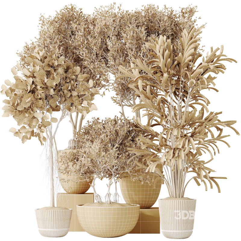 AV Indoor plants set 155 Mission Kalamata Wilsonii Olive and Ficus Benjamina African Fig and Lutescens Areca Palm Image 10