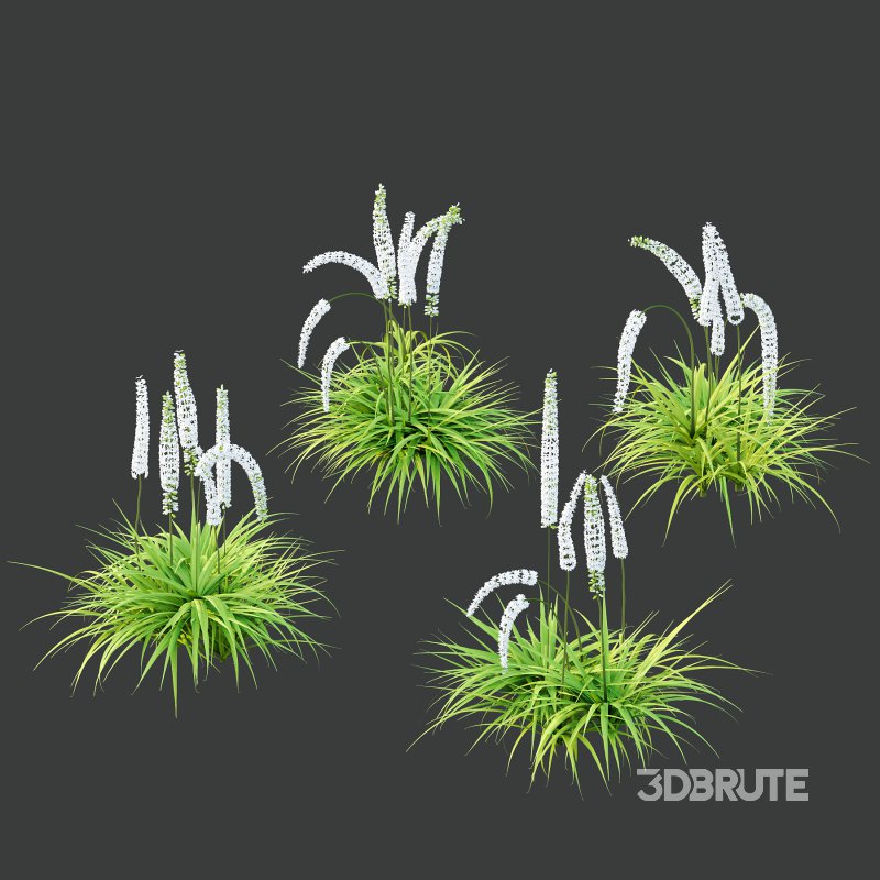 eremurus himalaicus Plant 01 Image 3