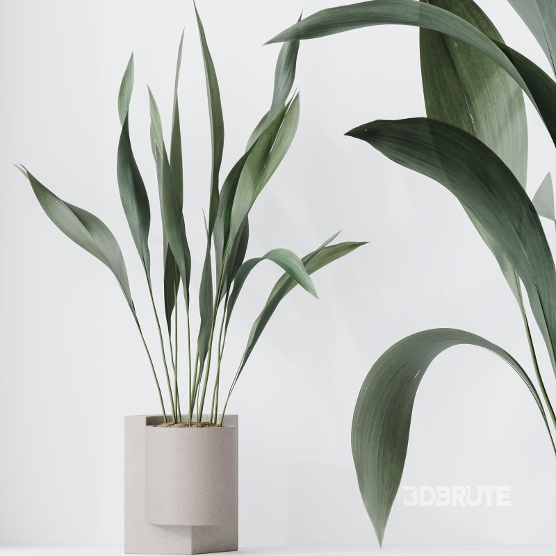 AV Indoor plants set 167 Aspidistra Elatior and Warneckii Lemon Lime and Mission Olive Tree Image 10