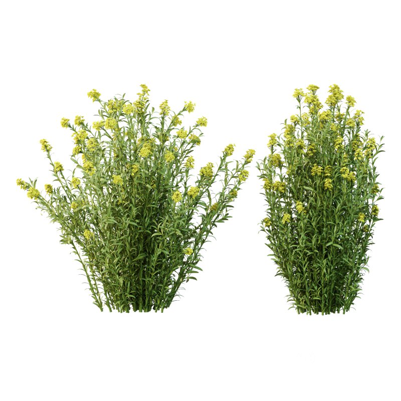 Euphorbia palustris Plant 03 Image 2