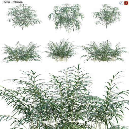 Pteris umbrosa – Jungle Brake Fern