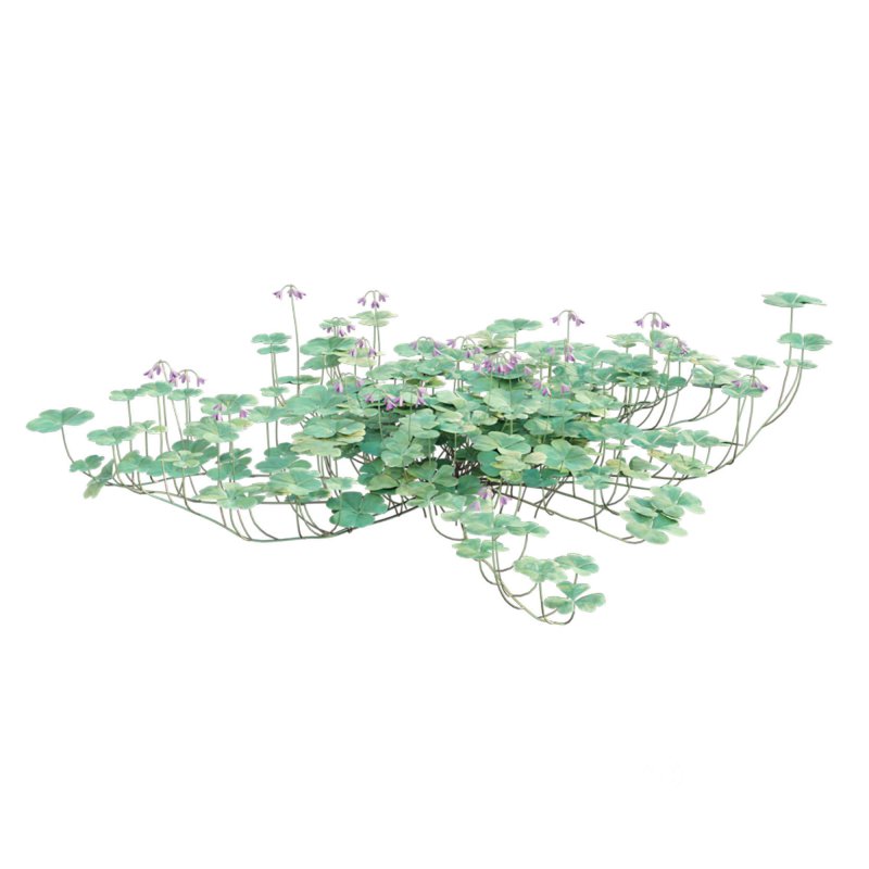 Trifolium – Oxalidaceae 02 Image 9