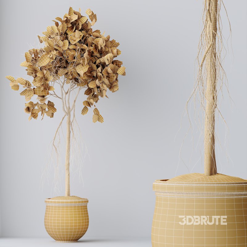 AV Indoor plants set 176 Ficus Cyathistipula and Benjamina African Fig and Mission Leccino Arbequina Olive Image 12