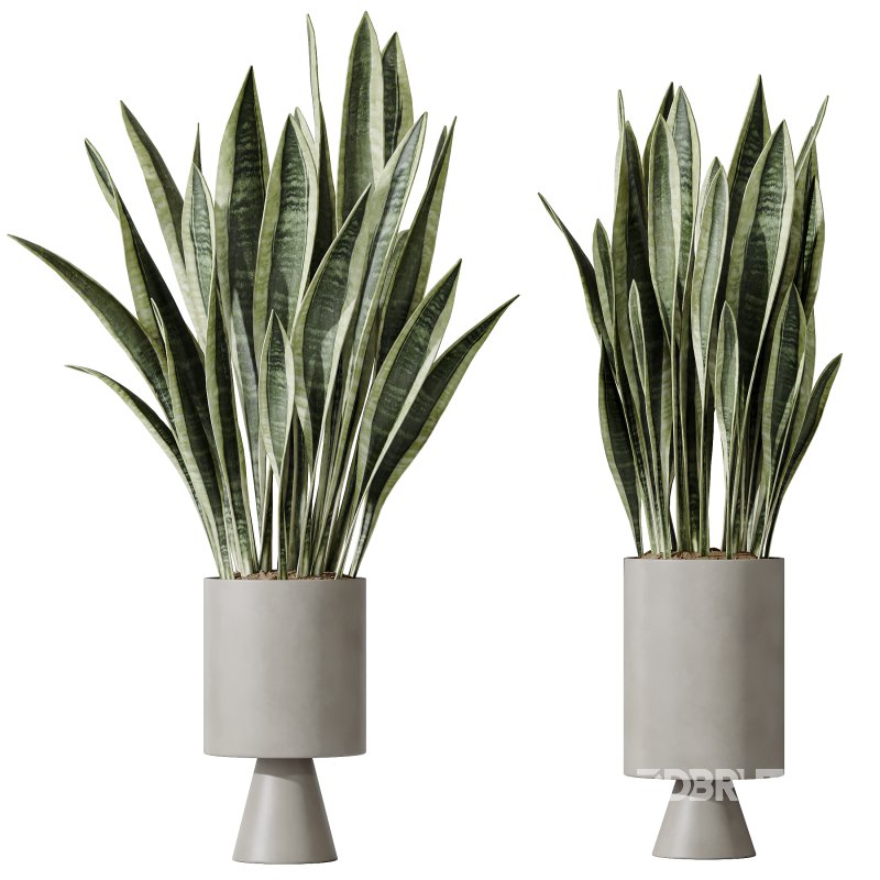 AV Indoor plants set 174 Ficus Binnendijkii and Mission Leccino Arbequina Olive and Snake Green Sansevieria Image 2