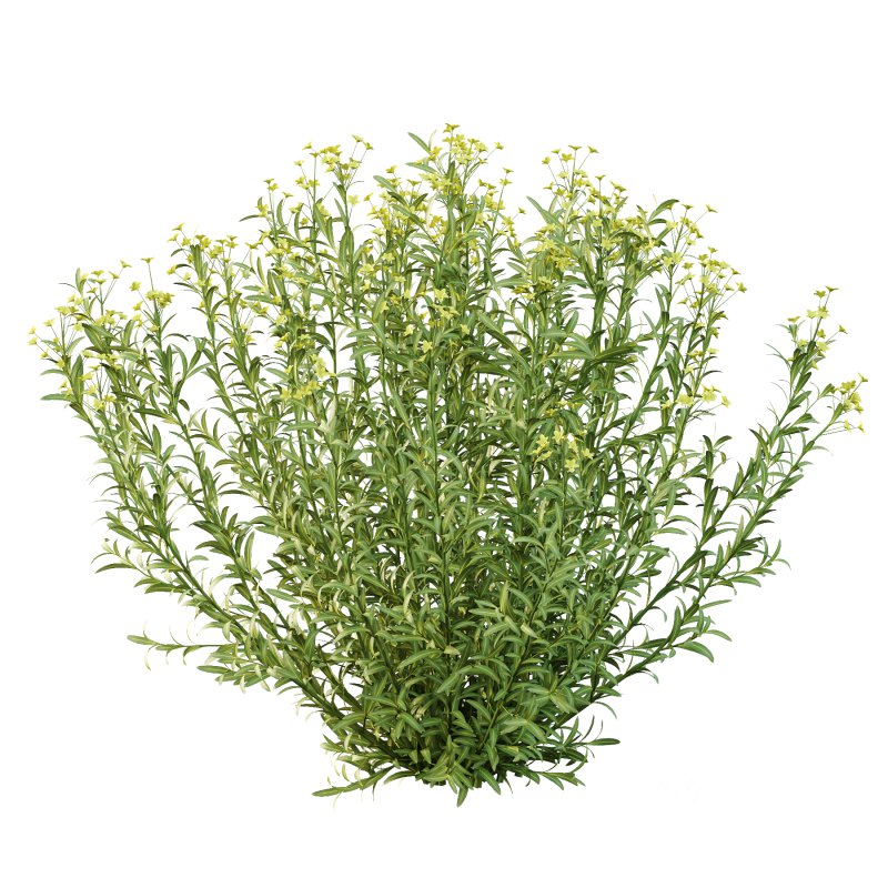 Euphorbia palustris Plant 01 Image 5