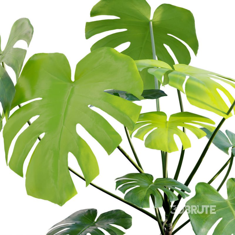 Monstera deliciosa Image 2
