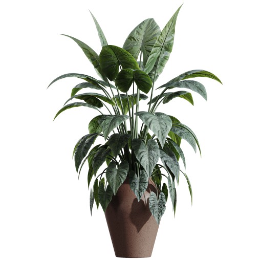 AV HousePlants