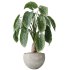 AV Indoor plants set 175 Areca Palm and Cunjevoi Alocasia Jardin and Mandarin Citrus Fruit Bonsai China Orange Tree - Thumbnail 2