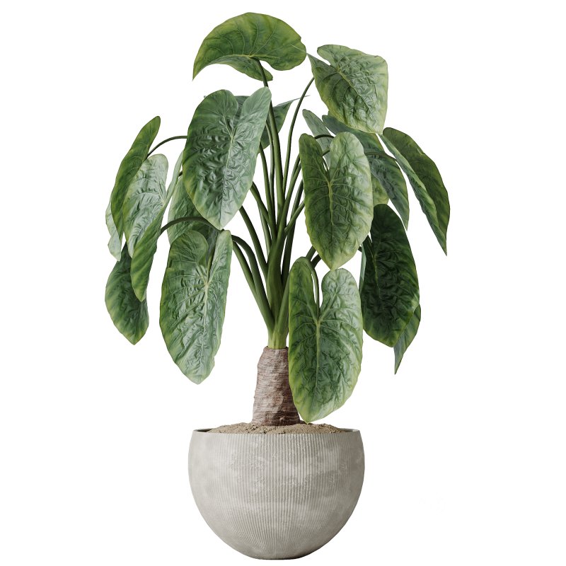 AV Indoor plants set 175 Areca Palm and Cunjevoi Alocasia Jardin and Mandarin Citrus Fruit Bonsai China Orange Tree Image 2